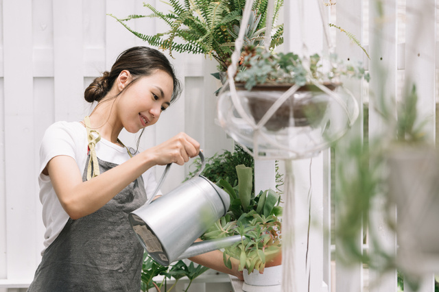 観葉植物